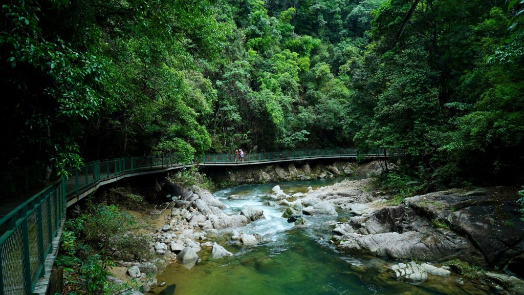 Wooden Footpath along River in Forest